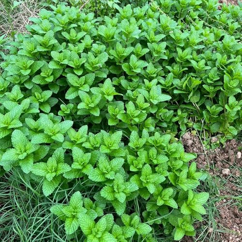 semi di menta al coperto - resistenti perenni decorative 1000pcs