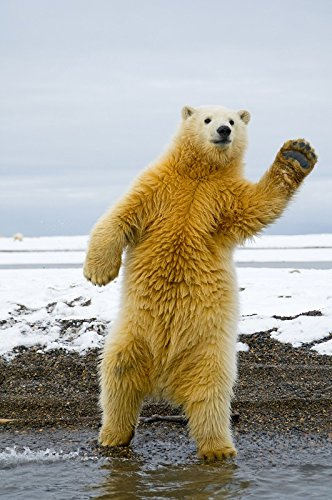 Edition Colibri Carte postale lenticulaire amusante Polar Bear Dancing avec effet oscillant (10223)