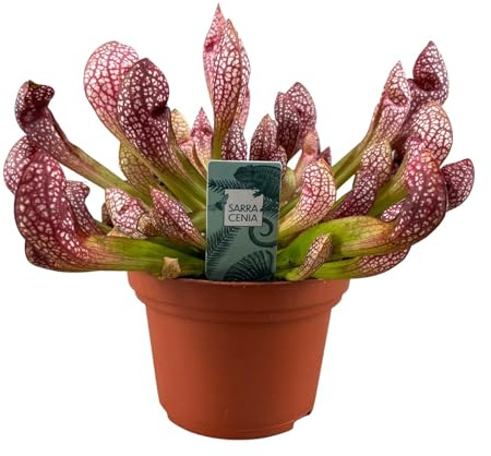 Sarracenia Scarlet Belle XS - 15-20cm - Ø12cm - Plante d'intérieur - Vert persistant