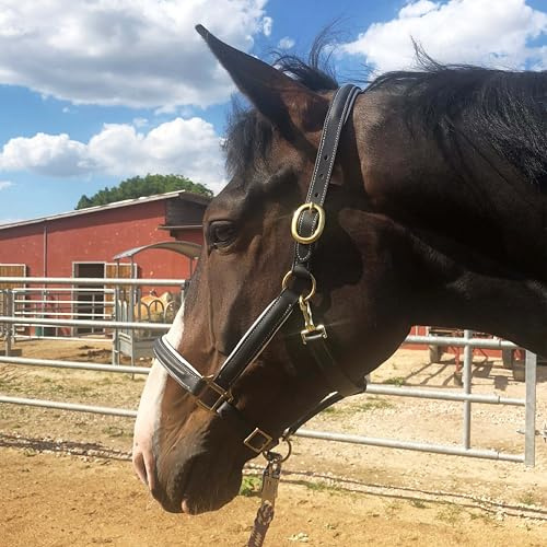 Läderhölster svart grimma för hästare, premium stallgrimma häst i pony, varmblod, cob, kallt blod, säker och slitstark (ponny, svart-vit)