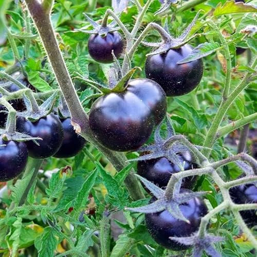 50 Graines de Tomate Blackball - Solanum Lycopersicum - RARE - chaire juteuse et sucrée - Fruit Légume Jardin - 324