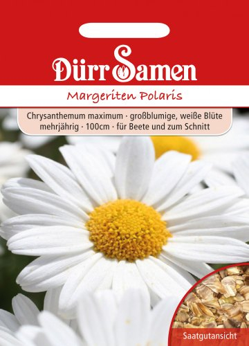 Dürr Samen 1370 Margerite Polaris (Margeritensamen)