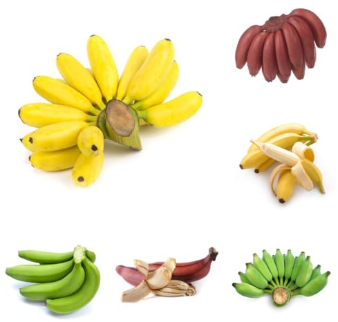 bananenpflanze banane, topfpflanzen draußen winterhart bananenbaum, säulenobst balkonpflanzen winterharte balkon 10samen