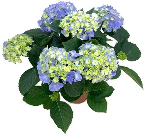 Hortensia Azul Natural Planta para el Jardín o el Interior del Hogar