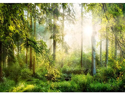 Runa Art Fototapete Wald Sonne 352 x 250 cm Vlies Tapeten XXL Moderne Wandtapete Wohnzimmer Schlafzimmer Gelb Grün 9176011a
