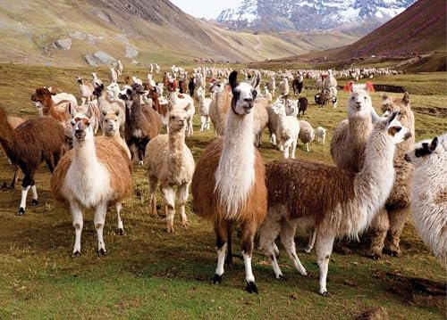 Peter Pauper Press Llamas 1000 Piece Jigsaw Puzzle