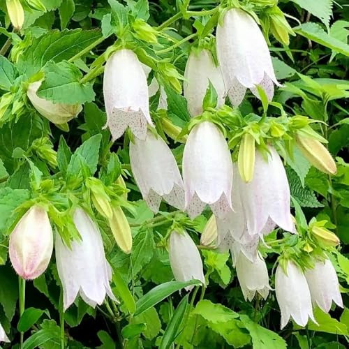 Semillas de campanilla - de balcón Campánula mediana - exóticas semillas de variedades antiguas de balcón resistentes 200pcs