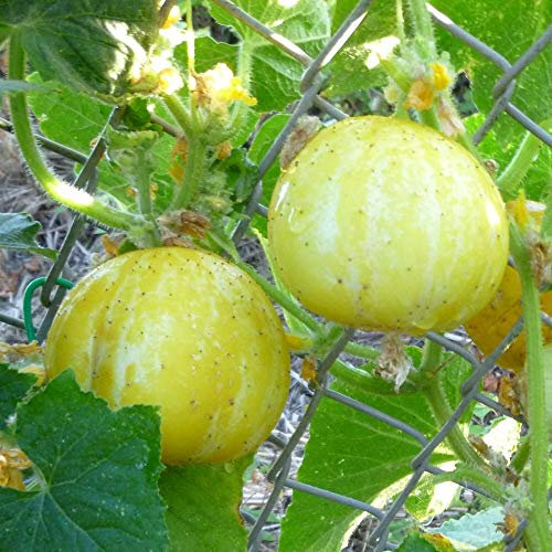 Zitronengurke Lemon ca. 10 Samen - zitronenähnliche Gurke, hoher Ertrag