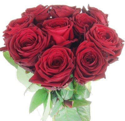 10 großblütige, langstielige rote Rosen - Premiumrosen mit XXL Rosenkopf # Rosen aus Holland