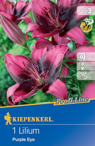 Kiepenkerl Asiatische Lilie Purple Eye - Hochwertige Blumenzwiebeln, Ideal für Vasenschnitt & Verwilderung, Farbintensive Blüten, Frühjahrsblumenzwiebeln