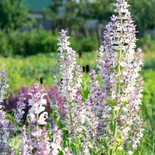 Semi di salvia, biologici esotici Salvia japonica, semi di perenni per esterno resistenti all'inverno semi per aiuole rialzate rare 1000pcs