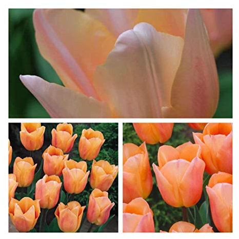 Apricot Beauty x 25 Tulip Flower Bulbs. Fragrant Pretty Tulips with Sturdy Stems. Easy to Grow