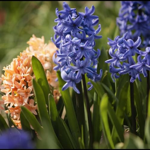 Giacinto bulbi,giacinto d acqua,eccellente effetto ornamentale,tempo di fioritura più lungo,da piantare dentro,fuori dal giardino,piacevolmente profumato,pianta di giacinto.-2bulbi-D
