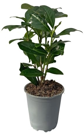 Körsbärsbär – Prunus laurocerasus Novita – häckväxter – blad grön – 8 växter – 1 löpmeter – vintergrön – kruka 9 cm höjd 30–35 cm