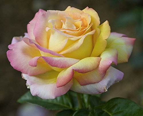 Peace Hybrid Tea Rose Bush - Bareroot - The Most Popular Rose In The World