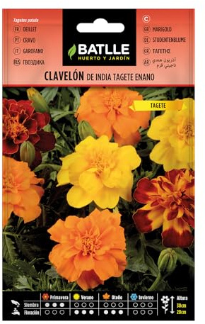 Clavel de la INDIA TAGETE enano