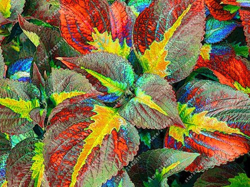 Bolsa Bella Begonia, semi di Begonia Bonsai Semi di Fiori Fiori en Vaso Piante Begonia per il giardino balcone Coleus Semi 8