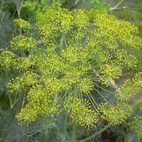 300 piezas semillas de eneldo organicas de jardin eneldo semillas perennes resistentes jardín para hombres