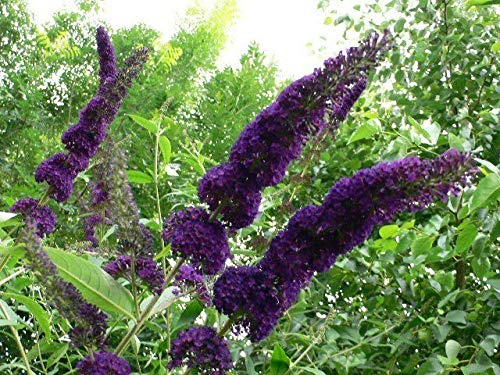 Buddleja Davidii 'Black Knight' : Package Contains seeds