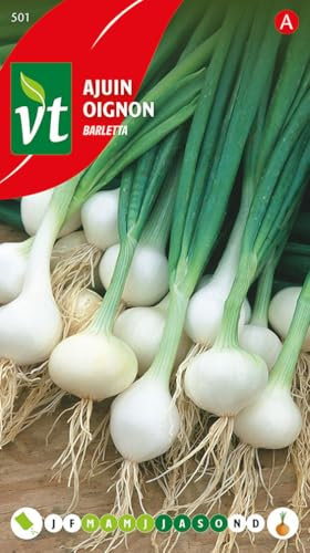 Oignon Barletta Graines - Petit oignon blanc, à consommer frais où à confire