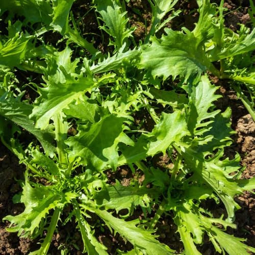 semi di indivia semi di per aiuole rialzate indivie rare varietà antichi da giardino perenni resistenti per da appartamento balcone Acquista 400semi