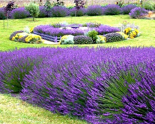 Semi di lavanda Hidcote - Lavandula angustifolia