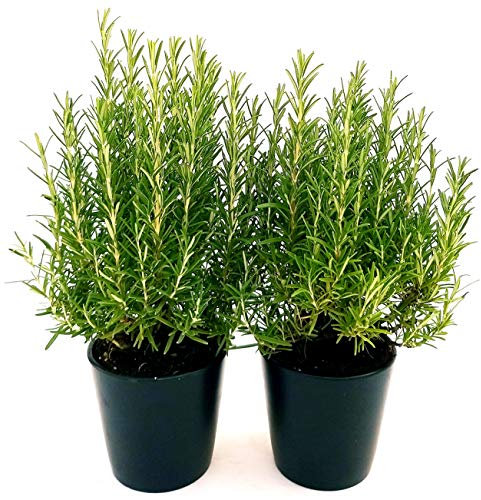 POWERS TO FLOWERS - ROSMARINO BIO IDEALE PER GRIGLIATE, 2 PIANTE, vaso 14cm, piante vere