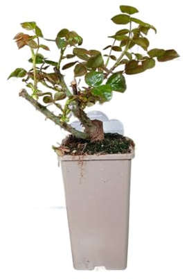 Planta de Rosal Vivo Arbusto con Rosas Naturales Fácil de Cuidar