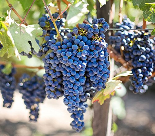 Dehner Weinrebe Venus, dicke kernlose blaue Trauben, 3 L Topf, Beerenobst