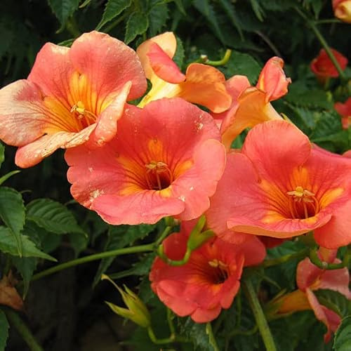 Pianta di BIGNONIA GRANDIFLORA rampicante FIORE ARANCIO vaso 18 cm AMDGarden
