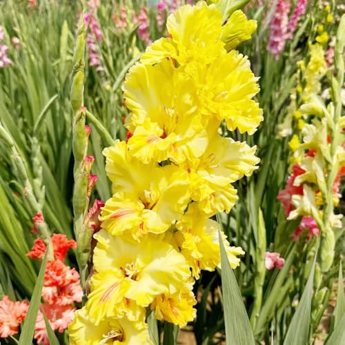 bulbi di gladioli resistenti giardino letto elevato giardino decorativo bulbi perenni resistenti all'inverno 15pcs