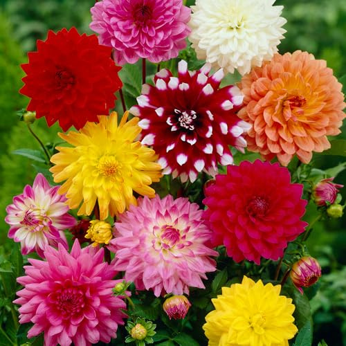Bulbes de Dahlias Décoratifs Mélangés - Paquet de 8 Bulbes de Fleurs de Jardin aux Couleurs Vives
