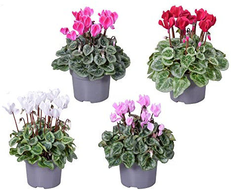 Violetas de Invierno - Pack 4 Plantas - Flores Naturales - Cyclamen - Flores de Colores