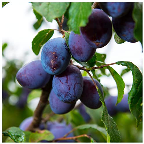 Merryweather Damson Tree 4-5ft, Self-Fertile & Heavy Cropping, Bare Rooted 3fatpigs®