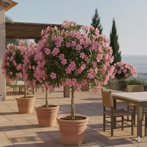 Oleander Emilie, Mediterraner Dauerblüher, 3-4 Liter Topf