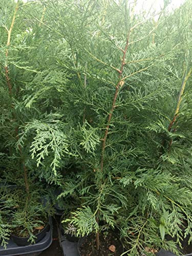 Grün Leylandii Hedging Conifer n 2,5-3 FuÃŸ 1 Lt Pot Hardy immergrüne Bäume : Seeds Only