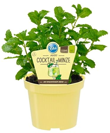 HUGO Menthe à cocktail de qualité bio Mentha spicata Plante herbacée dans un pot de 12 cm
