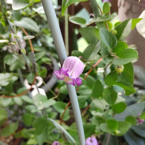 bulbos resistentes de clemátide - decoración jardín trepadoras 6pcs