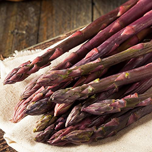 Asparagus Pacific Purple Crowns Bare Root Perennial Outdoor Salad Vegetable (5 Crowns)