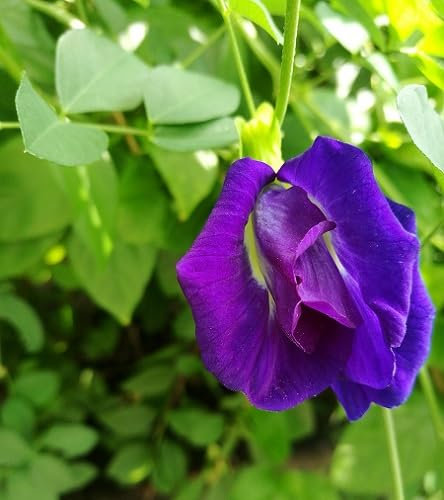 Nouveau Frais 100 pcs graines de fleurs de pois papillon