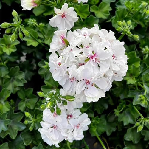 Geraniensamen - indoor gewächshaus balkon hochbeete für garten gartendeko für draußen gartenblumen mehrjährig balkongewächshäuser winterhart alte sorten gartenpflanzen kübelpflanzen 30pcs