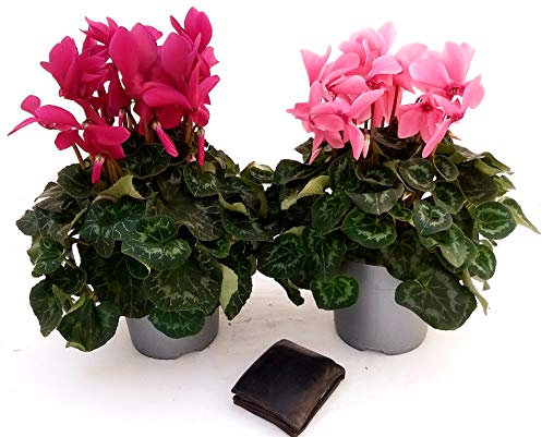 POWERS TO FLOWERS - CICLAMINO XXL GRANDIFLORA ROSA e VIOLA, 2 PIANTE, vaso 17cm, piante vere