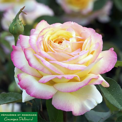 Mitsouko ® delnat Edelrose im großen XXL 7,5 Liter Topf