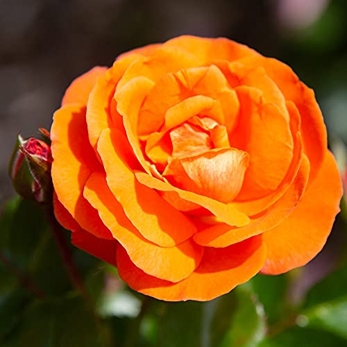 Heirloom Floribunda Roses, Live Own Root Plant for Outdoor Garden, Veranda® Mango, Lightly Fragrant, Hardiness Zones: 5-9, Repeat Blooming