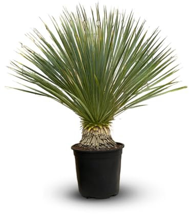 Attitude Jardin - Yucca rostrata - plante méditerranéenne - 70-80 cm - ⌀ 22 cm - plante d'extérieur
