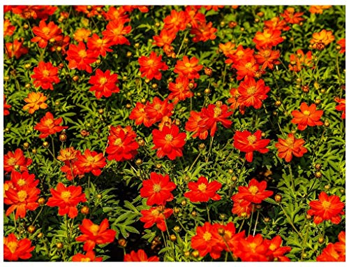 PREMIER SEEDS DIRECT - Marigold TAGETES RED GEM 0.6 GRAM