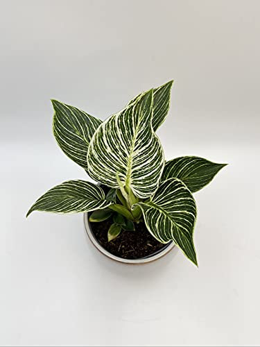 Rare Philodendron Birkin, Variegated White Stripe Leaves Houseplant, A1 Quality in The UK,Decorative Pot not Included