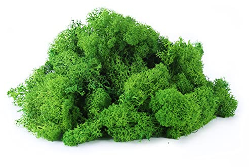 IHKFILAN Islandmoos Zum Basteln Moos Pflanzen Deko Mooswand Lebend Konserviertes Haltbares Natur Moos Dekomoos für Die Zu Ostern,Modellbau (Grün, 100g)