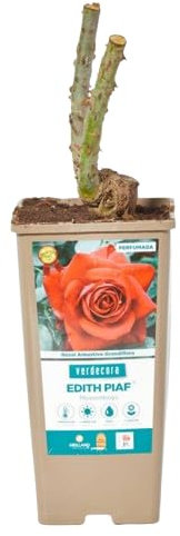 Rosal Arbustivo Rojo Natural Planta de Primavera para un Jardín Vibrante