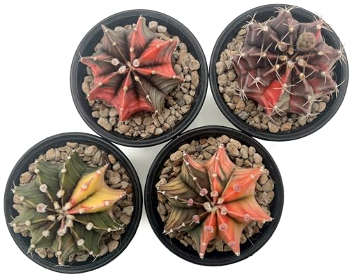 Fangblatt - Gymnocalycium mihanovichii variegata - Mixed Clone - bunter Kaktus im Ø 9 cm Topf - exotische Zimmerpflanze - pflegeleichte Sukkulente
